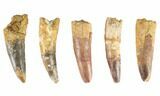 Lot: -, Bargain Spinosaurus Teeth - Pieces #86484-1